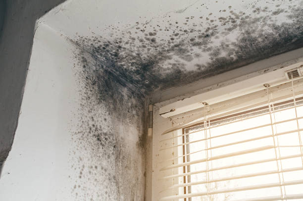 Trusted Basement Mold Remediation service in New Paris, PA - Cheap Mold Removal